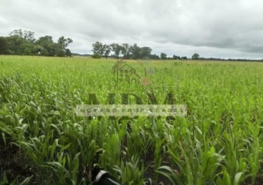 8 Hectareas en Gral. Madariaga